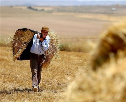 پرداخت مطالبات گندمکاران با درآمدهای مالیاتی بدون افزایش نقدینگی