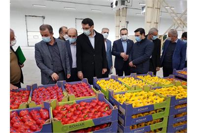 بازدید معاون تعاون وزارت تعاون، کار و رفاه اجتماعی از پایانه صادراتی محصولات کشاورزی در جویبار