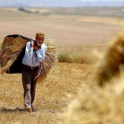 پرداخت مطالبات گندمکاران با درآمدهای مالیاتی بدون افزایش نقدینگی